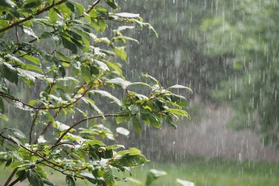 यि प्रदेशमा छ आज वर्षाको सम्भावना